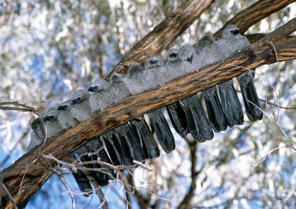 Photo of 12 apostlebirds