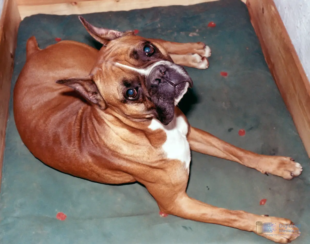 Photo of a dog - a boxer