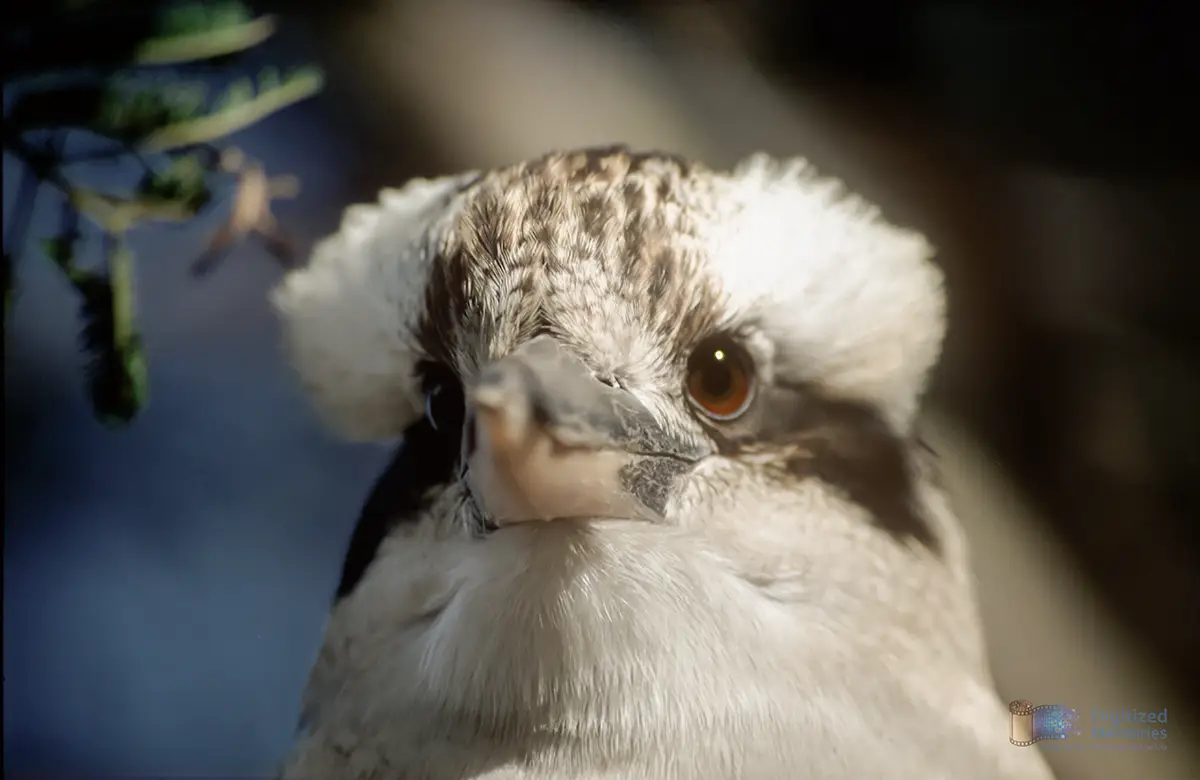 Photo of a Kookaburra