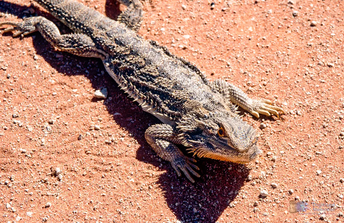 Photo of a lizzard