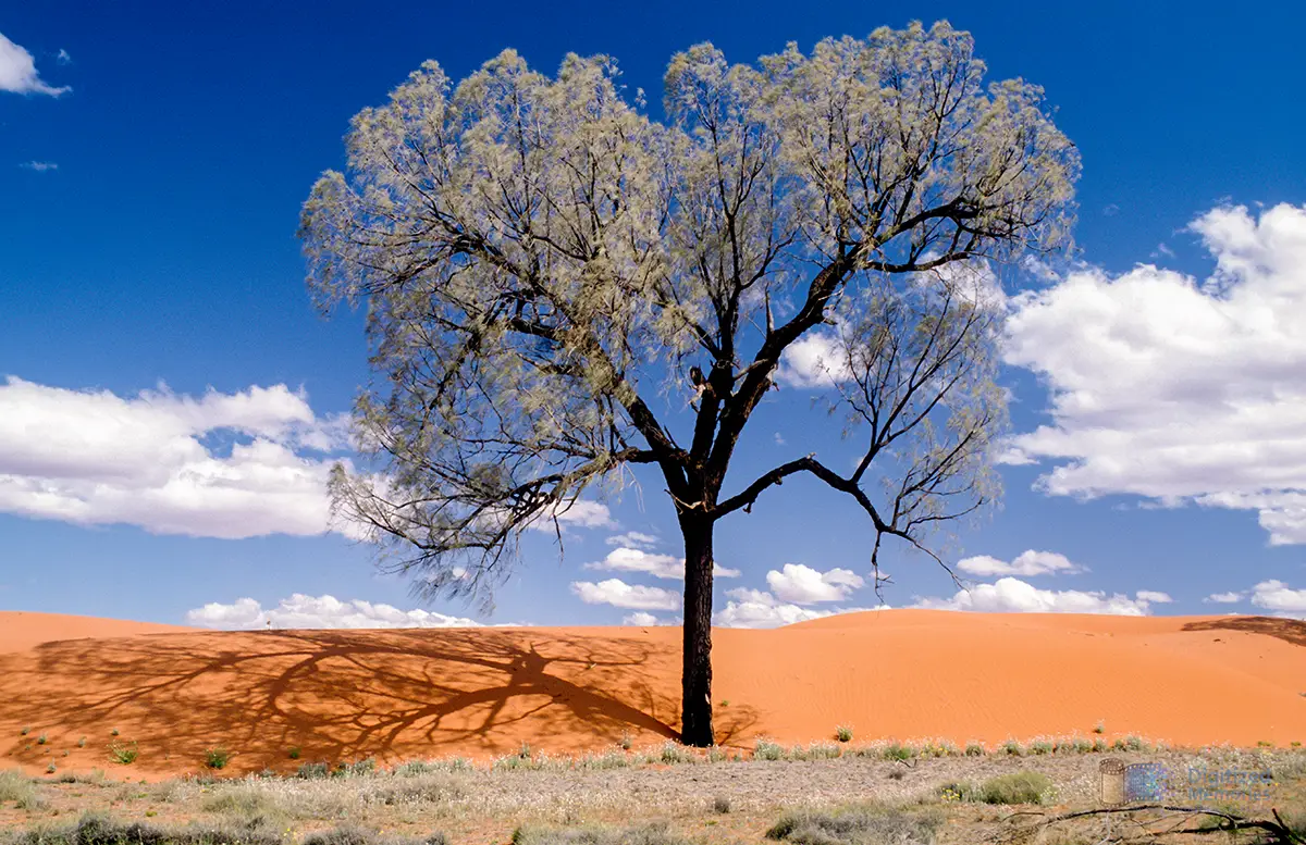 Photo of a tree on a red sanddune