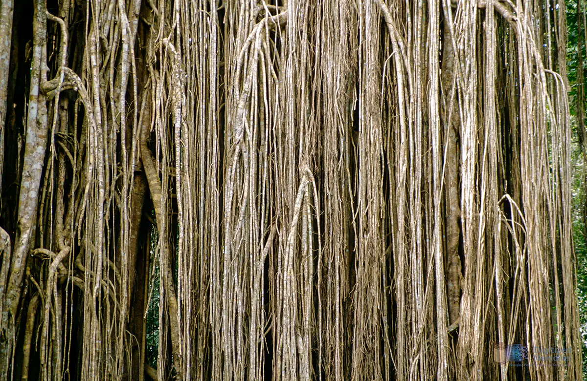 Photo of hanging roots of fig tree in rainforest