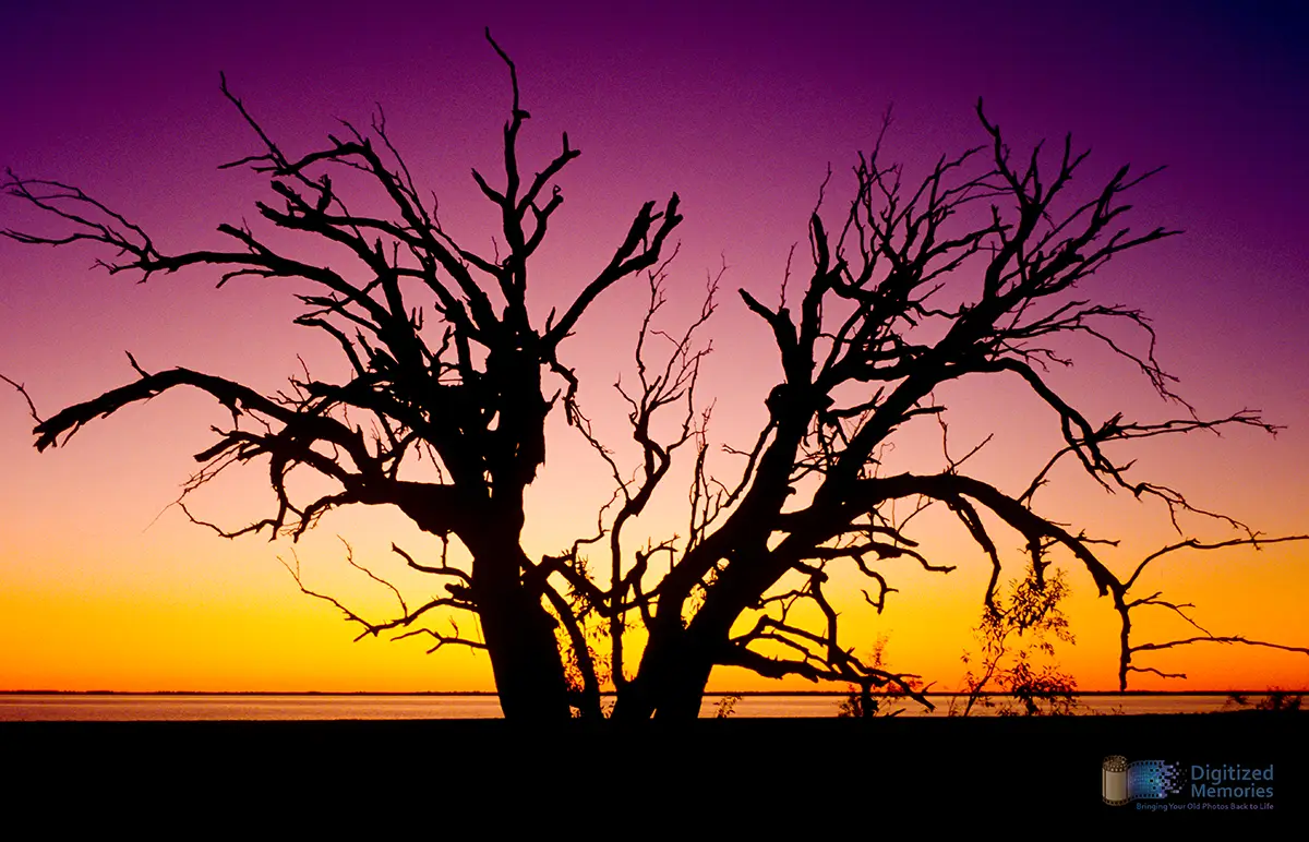 Photo of a sunset with a tree silhouette